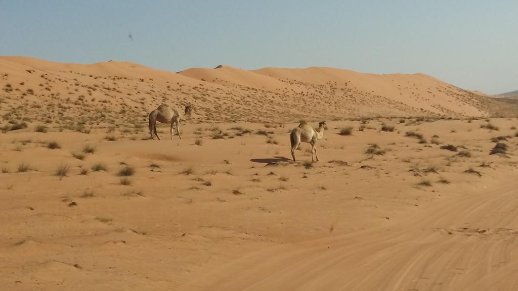 Silent Dunes Camp Ḩawīyah Εξωτερικό φωτογραφία